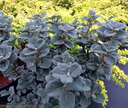 Salix x boydii