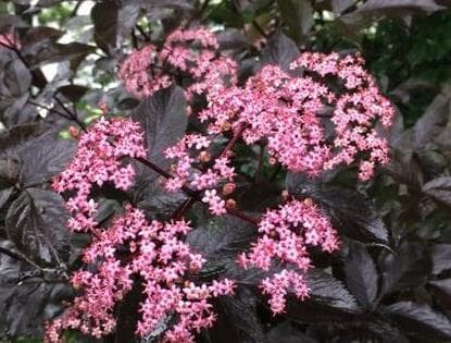 Sambucus nigra 'Black Beauty'