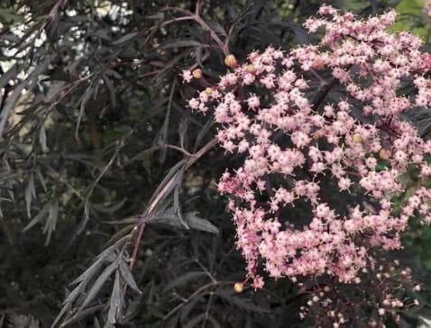 Sambucus nigra 'Black Lace'