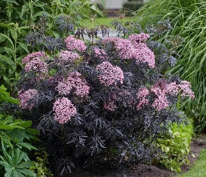 Sambucus nigra 'Cherry Lace'®