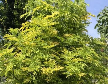Sambucus nigra 'Golden Tower'