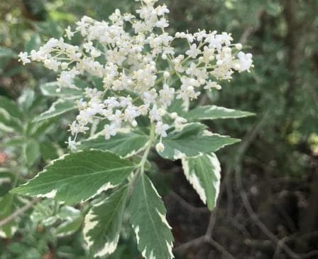 Sambucus nigra 'Variegata'