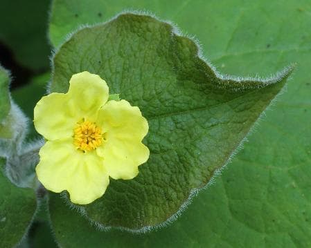 Saruma henryi