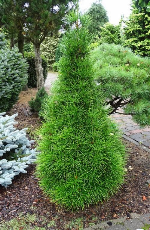 Sciadopitys verticillata 'Beauty Green'