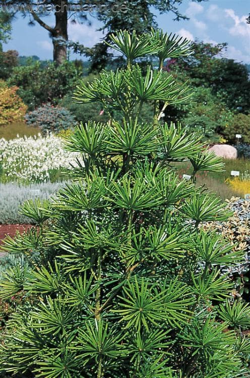 Sciadopitys verticillata 'Sternschnuppe'