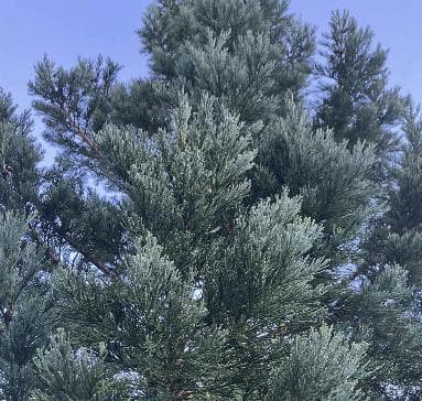 Sequoiadendron giganteum 'Glaucum'