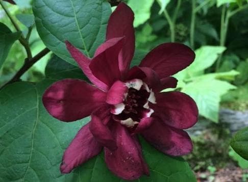 Sinocalycanthus x raulstonii 'Hartlage Wine'