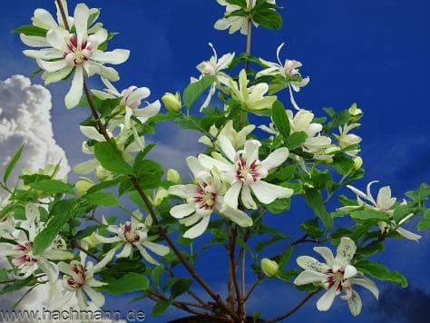 Sinocalycanthus x raulstonii 'Venus'