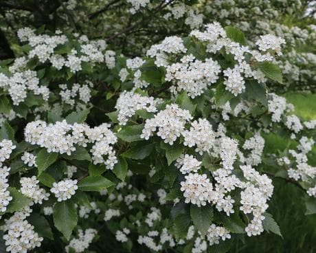 Sorbus alnifolia