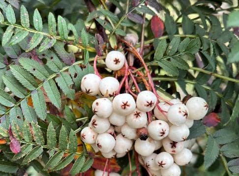 Sorbus frutescens