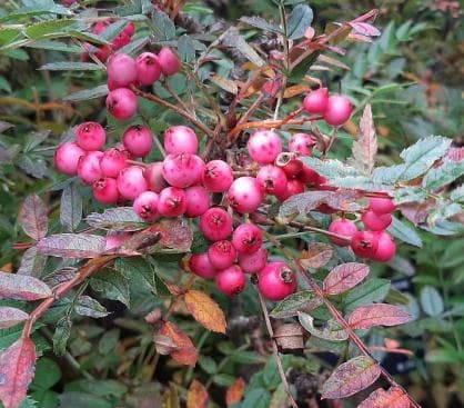 Sorbus reducta