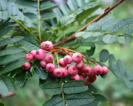 Sorbus vilmorinii
