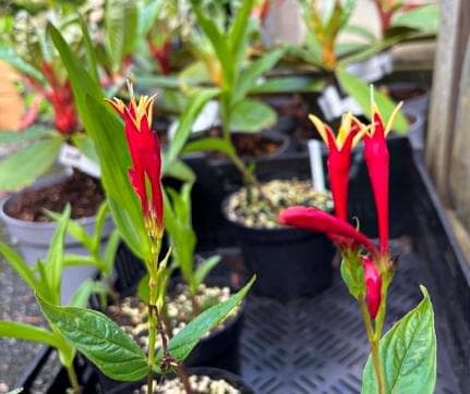 Spigelia marilandica 'Little Redhead'