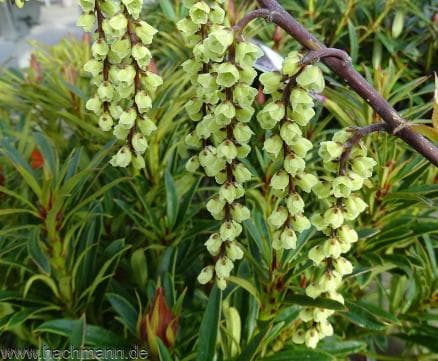 Stachyurus chinensis 'Celina'