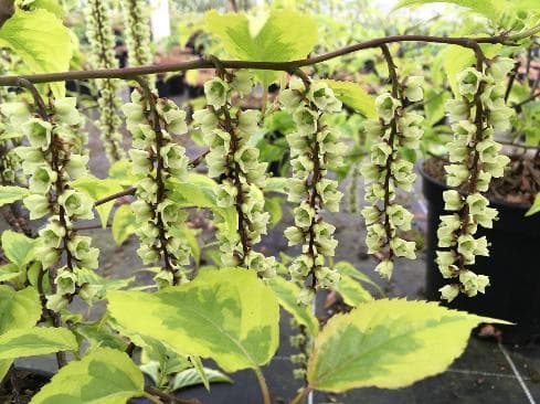 Stachyurus chinensis 'Joy Forever'