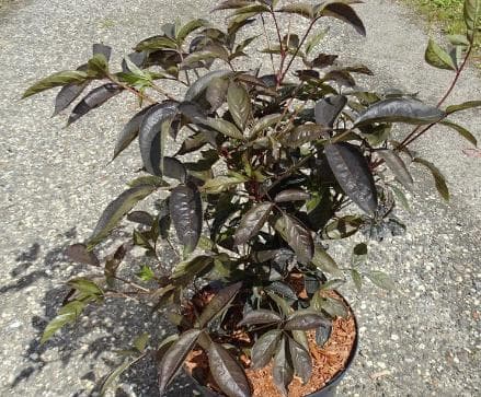 Staphylea colchica 'Black Beauty'