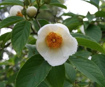 Stewartia pseudocamellia