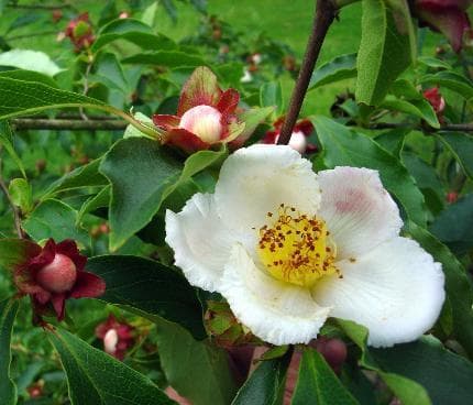 Stewartia rostrata