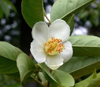 Stewartia sinensis