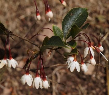 Styrax japonicus 'Evening Light'