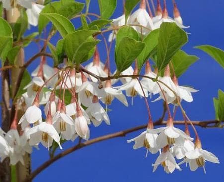 Styrax japonicus 'Pendulus'