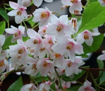 Styrax japonicus 'Pink Chimes'