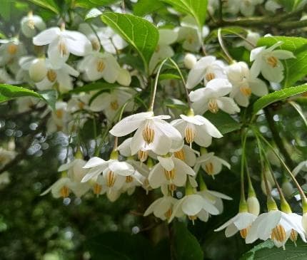 Styrax japonicus
