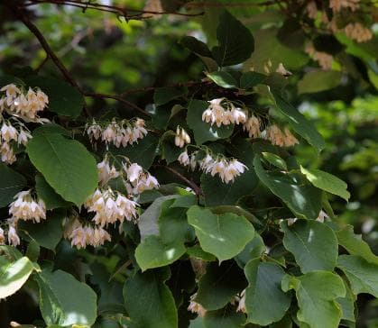 Styrax obassia