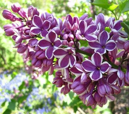 Syringa vulgaris 'Sensation'
