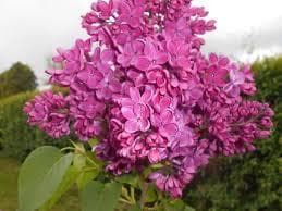 Syringa vulgaris 'Znamya Lenina'