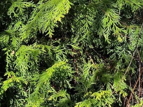 Thujopsis dolabrata 'Melbourne Gold'