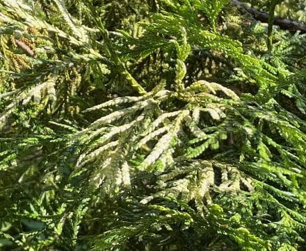 Thujopsis dolabrata 'Variegata'