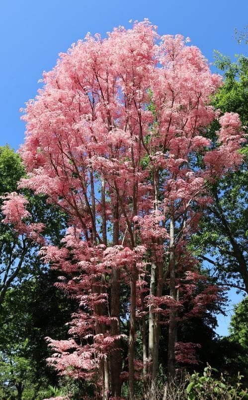 Toona sinensis 'Flamingo'