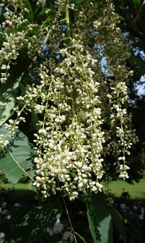 Toona sinensis