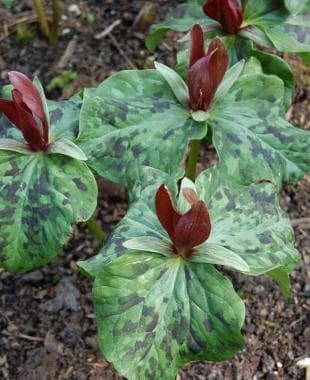 Trillium cuneatum