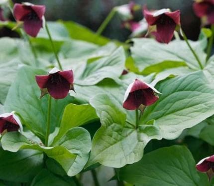 Trillium sulcatum