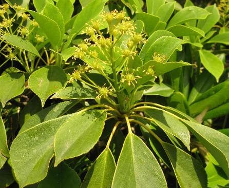 Trochodendron aralioides