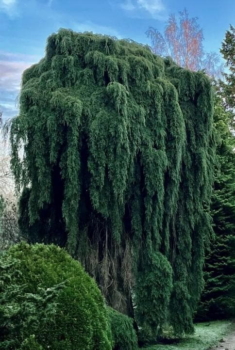 Tsuga canadensis 'Pendula'