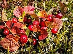 Vaccinium praestans