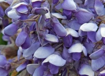 Wisteria brachybotrys 'Okayama'