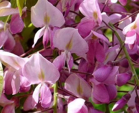 Wisteria brachybotrys 'Showa-beni'