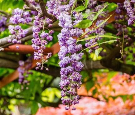 Wisteria floribunda 'Violacea Plena'