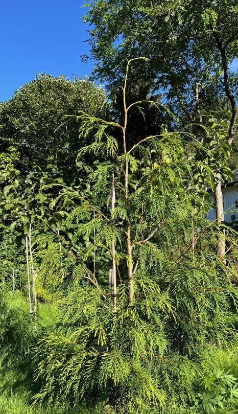 Xanthocyparis nootkatensis 'Aldrich Mountain'