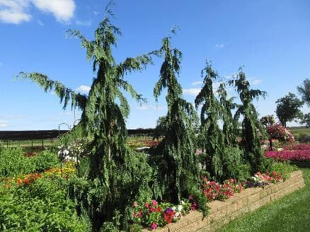 Xanthocyparis nootkatensis 'Glauca Pendula'