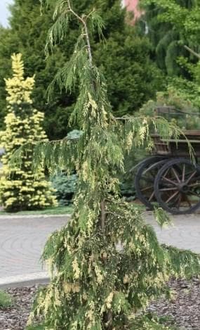Xanthocyparis nootkatensis 'Gloria Palonica'