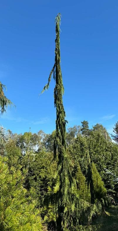 Xanthocyparis nootkatensis 'Green Arrow'