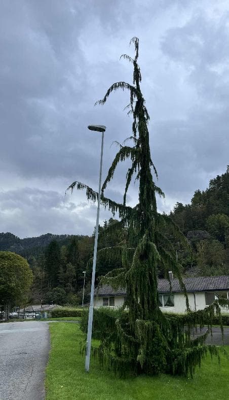 Xanthocyparis nootkatensis 'Strict Weeping'