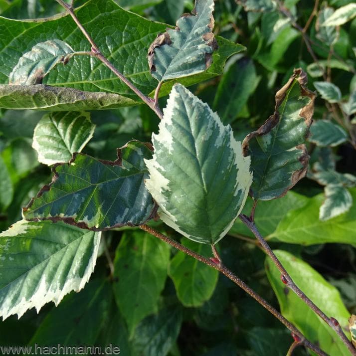 Zelkova serrata 'Variegata'
