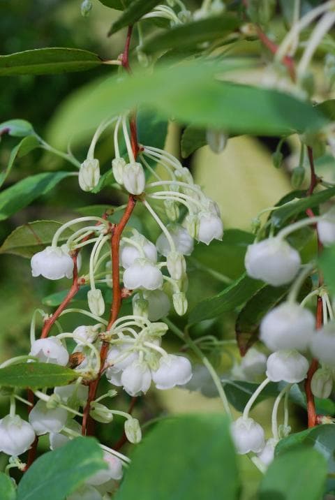 Zenobia pulverulenta 'Blue Sky'